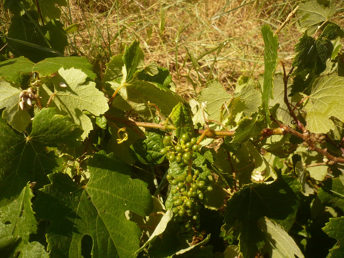 Vitis vinifera subsp. sylvestris (Vitaceae)